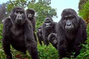 Los gorilas cantan mientras cenan