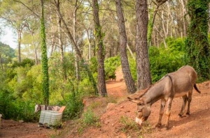 Dimite el director general de Medio Natural tras la muerte de 10 burros en un proyecto antiincendios en Castellón